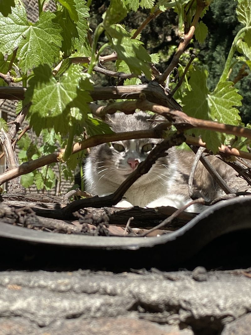 Fluffy cat in Tbilisi