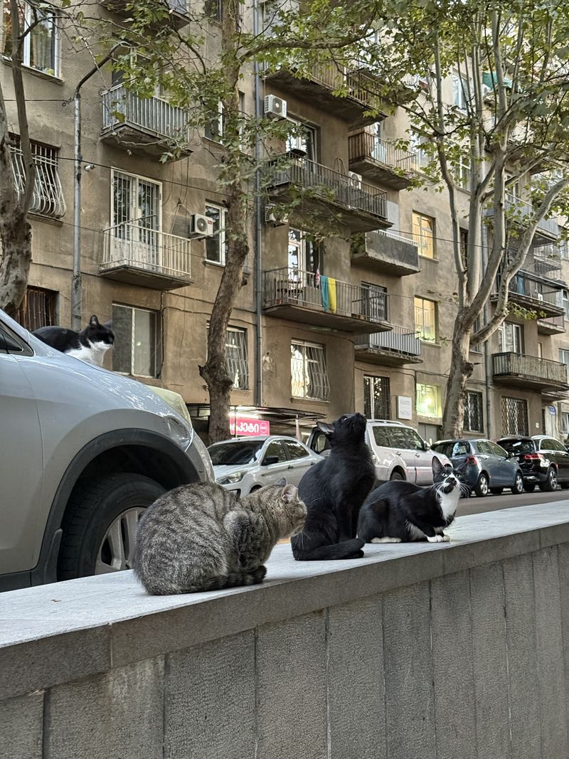 Tbilisi Wall Cats